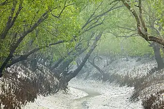 Channel in low tide