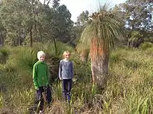 Grass trees in Fletcher Park.