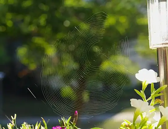 Web of Zygiella x-notata