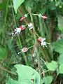 Enchanter's nightshade