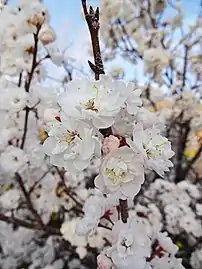 Close-up of blooms