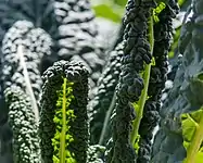 Tuscan kale