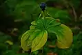 Herb Paris with Fruit