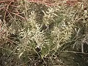 Ripe seedheads