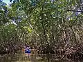 An ecotourist on a kayak tunnels through red mangrove trees and roots