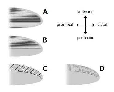 Variations of radiodont body flaps