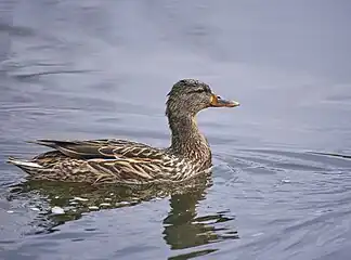 Mallard hen