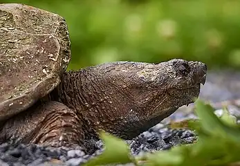 Female Snapping Turtle laying eggs (not visible), Pleasant Valley Wildlife Sanctuary, Lenox, Massachusetts