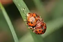 Mating