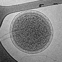 CryoEM image of an intact ARMAN cell from an Iron Mountain biofilm. Image width is 576 nm.