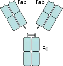 An antibody digested by papain yields three fragments: two Fab fragments and one Fc fragment