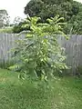 Two-year-old red cedar, growing in a backyard, Casino, Australia