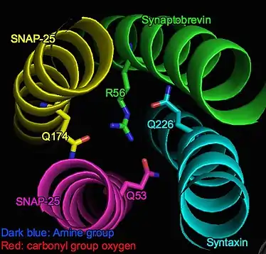 Green: Synaptobrevin and R56 on Synaptobrevin  Light blue: Syntaxin and Q226 on Syntaxin  Rosy: SNAP (Sn1) and Q53 on SNAP (Sn1)  Yellow: SNAP (Sn2) and Q174 on SNAP (Sn2)  Dark blue: Amine group  Red: carbonyl group oxygen