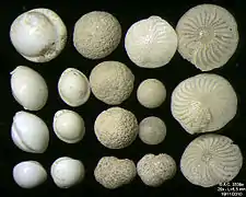 Foraminifera of Pag Island, Adriatic Sea -60 m, field width 5.5 mm