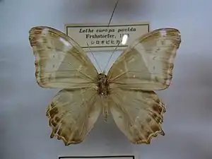 Dorsal view (male)