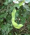 Unripe, paired pods, hanging among proverbially unpleasant-smelling foliage.