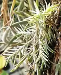 Tillandsia virescens