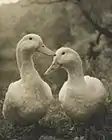 Consuelo Kanaga, [Untitled] (Two Ducks). Brooklyn Museum