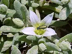 Feeding on pollen of Aizoanthemum hispanicum