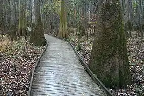 A slightly elevated wooden boardwalk passes through an old growth forest of bald cypress and water tupelo trees