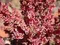 Close up of fruiting bodies and leaves of the rosy bluebush