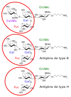 There are three basic variants of immunoglobulin antigens in humans that share a very similar chemical structure but are distinctly different. Red circles show where there are differences in chemical structure in the antigen-binding site (sometimes called the antibody-combining site) of human immunoglobulin. Notice the O-type antigen does not have a binding site.