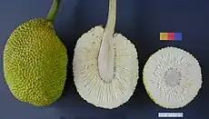 Breadfruit whole, sliced lengthwise, and in cross-section