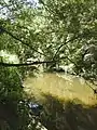 Kedron Brook looking upstream (2021).