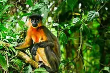 Capped leaf monkeys