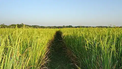 Rice field