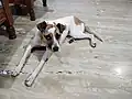 A Pet Indian Pariah Dog in Bengaluru