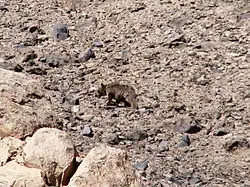 Syrian brown bear (Ursus arctos syriacus) in Lar National Park, northern Iran