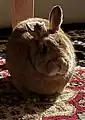 A brown domesticated Netherland dwarf crossbreed "loafing"  (legs and paw tucked under the body)