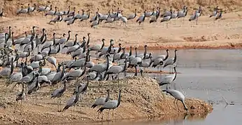 The congregation of demoiselle cranes