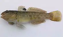 Neogobius melanostomus