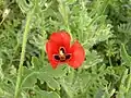 Red horned poppy (Glaucium corniculatum)