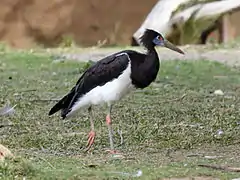 At the San Diego Zoo