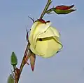 Abelmoschus manihot ssp. tetraphyllus in Goa, India.