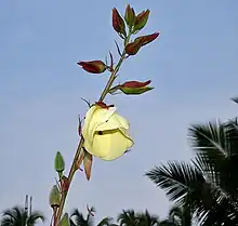 Abelmoschus manihot ssp. tetraphyllus in Goa, India.