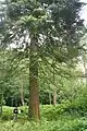 Foliage and trunk of a Spanish fir