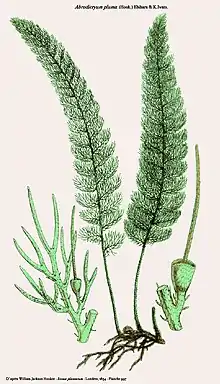 illustration of plant species