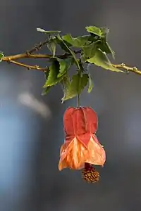 Abutilon × hybridum cultivar 'Patrick Synge' - flower