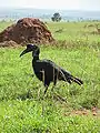 Female Abyssinian Ground-hornbill in Murchison Falls National Park