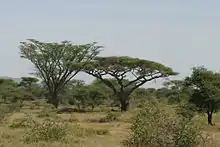 Vachellia abyssinica