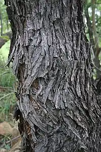 Trunk/bark