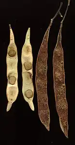 Pods