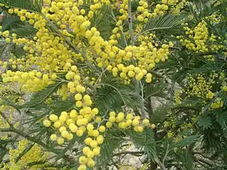 Acacia tree