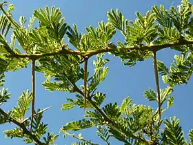 It has a combination of paired straight and paired hooked thorns, from which the Afrikaans name derives, meaning "hook and prick".