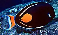 An Achilles tang, a black, lyre-tailed fish with an orange spot just before the caudal peduncle, black dorsal and anal fins with an orange stripe marking the boundary between fin and body. The tail is orange and white