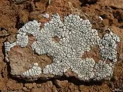 Rust-coloured rock with cracked white crust covering much of it